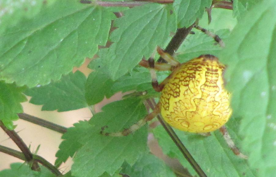 Araneus marmoreus